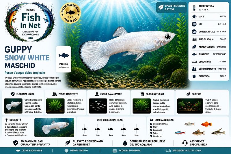 GUPPY MASCHIO SNOW WHITE
