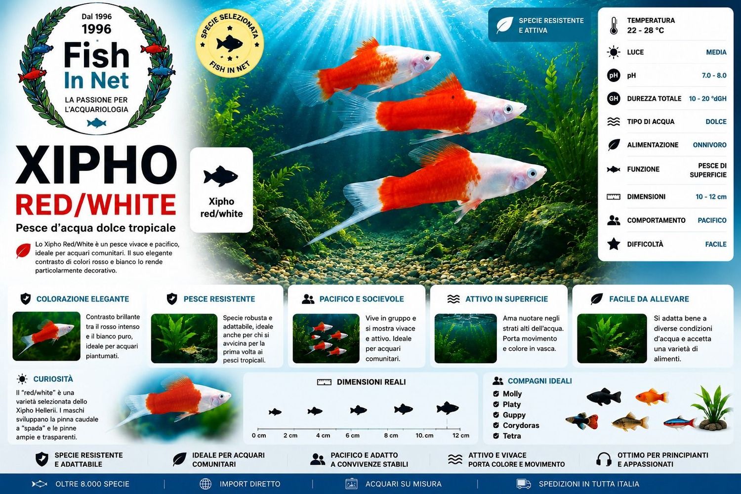 XIPHO RED/WHITE