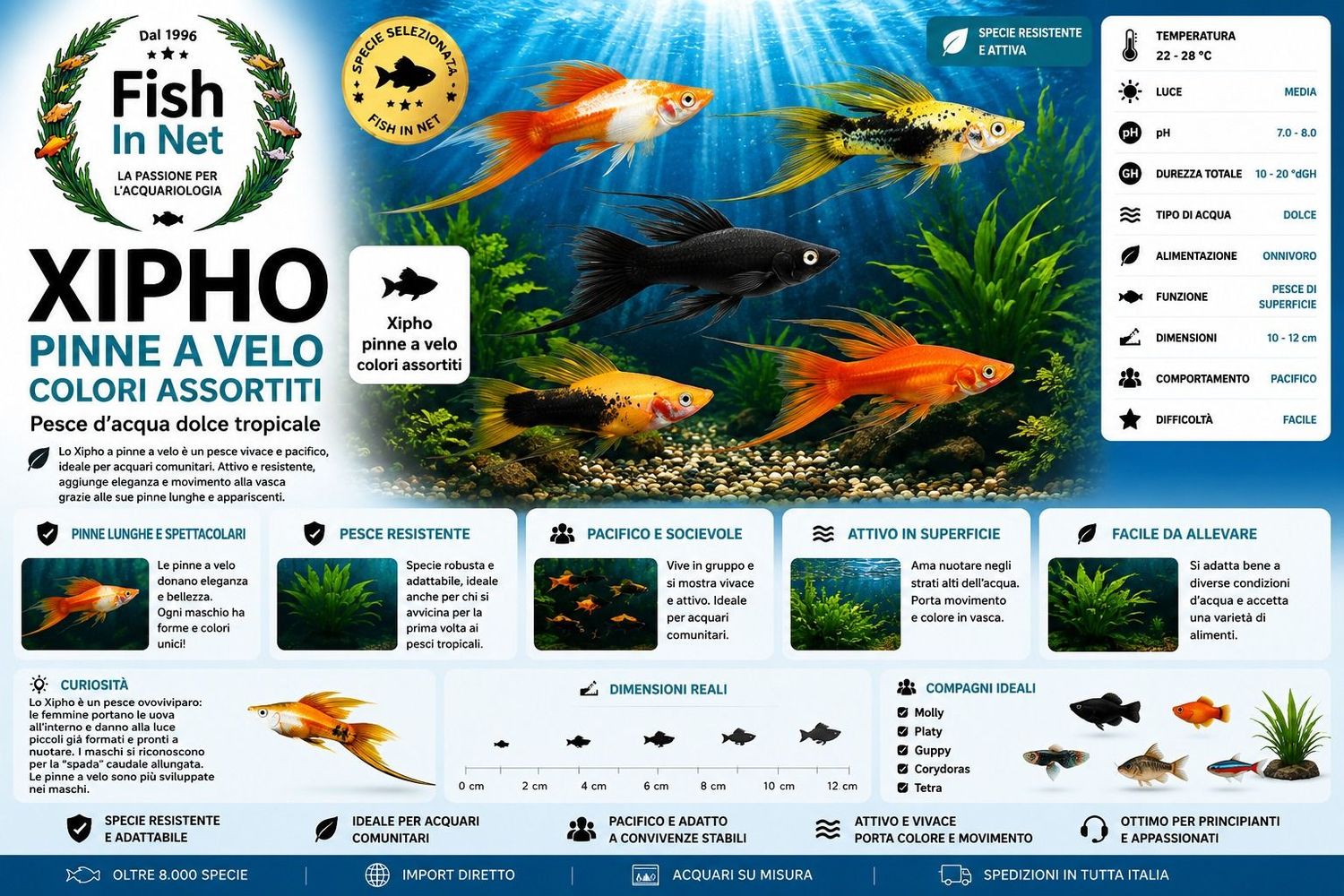 XIPHO PINNE A VELO COLORI ASSORTITI XIPHO PINNE A VELO COLORI ASSORTITI