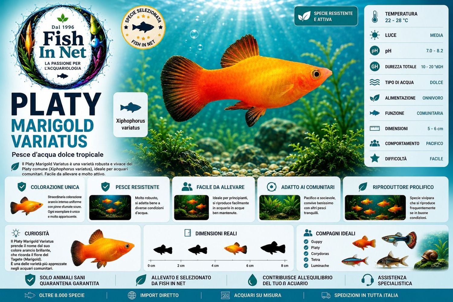 PLATY MARIGOLD VARIATUS PLATY MARIGOLD VARIATUS
