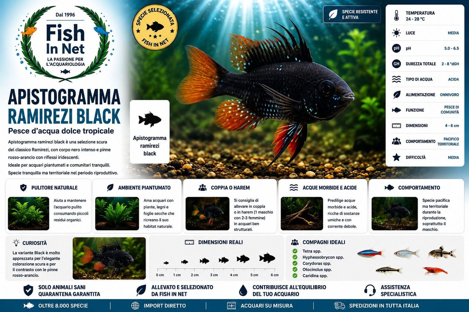 APISTOGRAMMA RAMIREZI BLACK MD APISTOGRAMMA RAMIREZI BLACK MD