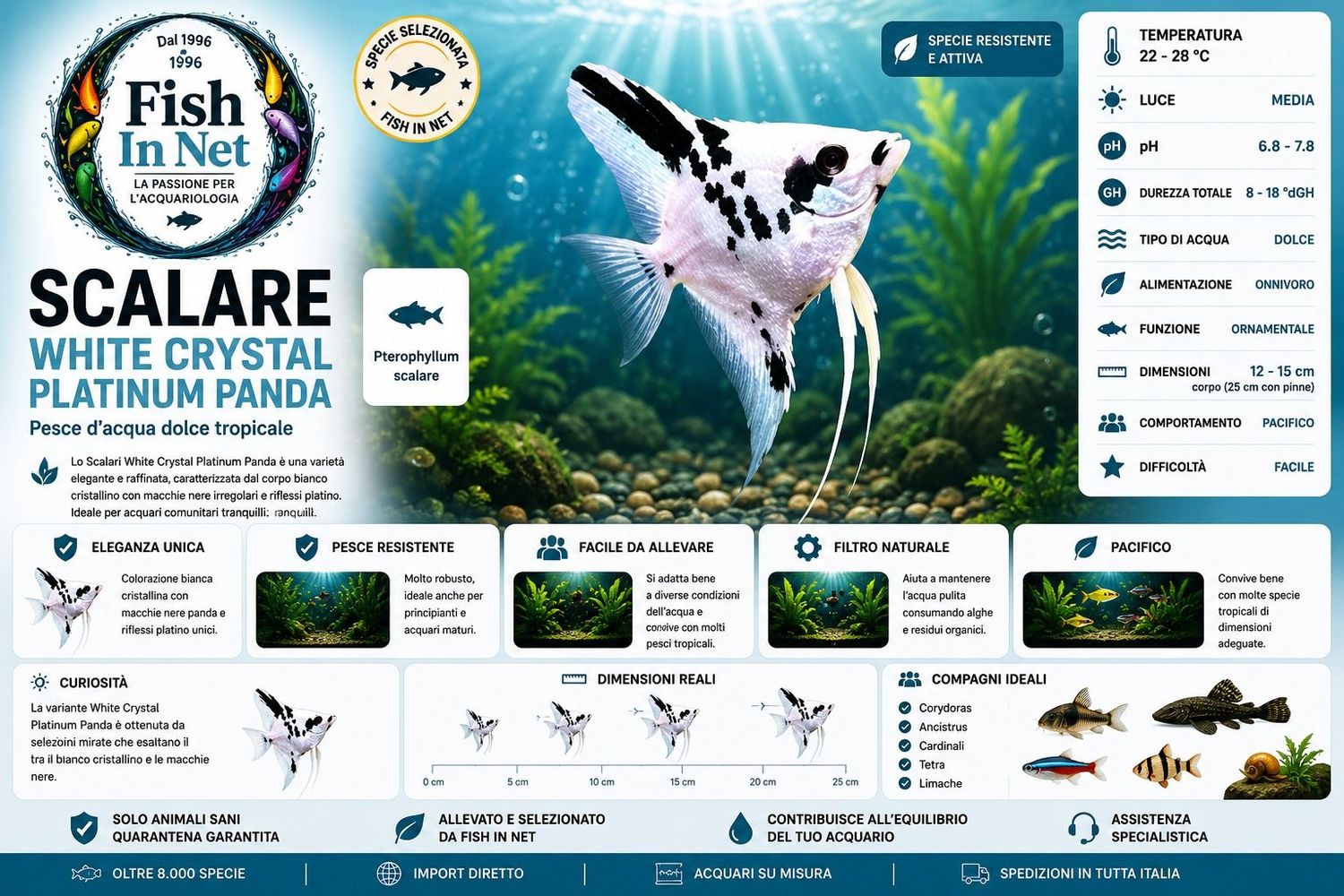 SCALARE WHITE CRYSTAL PLATINUM PANDA sm SCALARE WHITE CRYSTAL PLATINUM PANDA sm