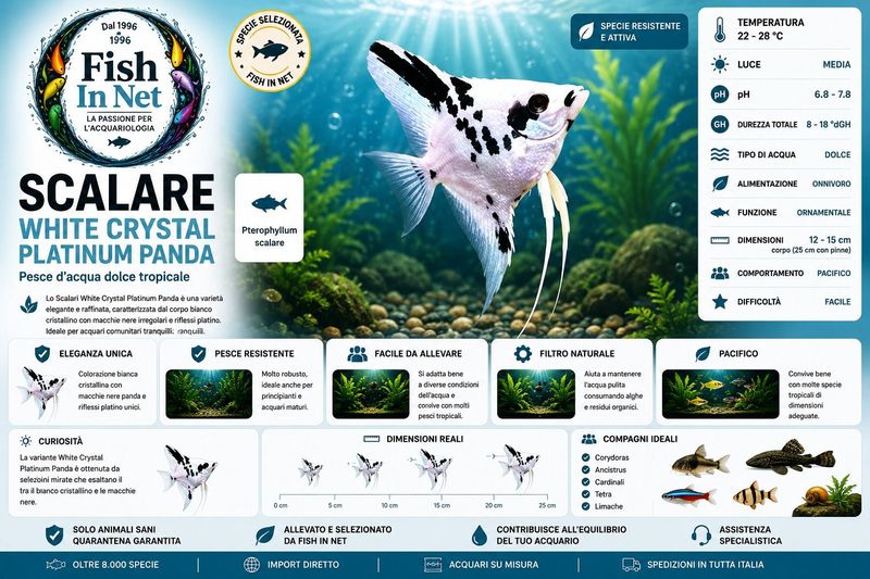SCALARE WHITE CRYSTAL PLATINUM PANDA sm SCALARE WHITE CRYSTAL PLATINUM PANDA sm