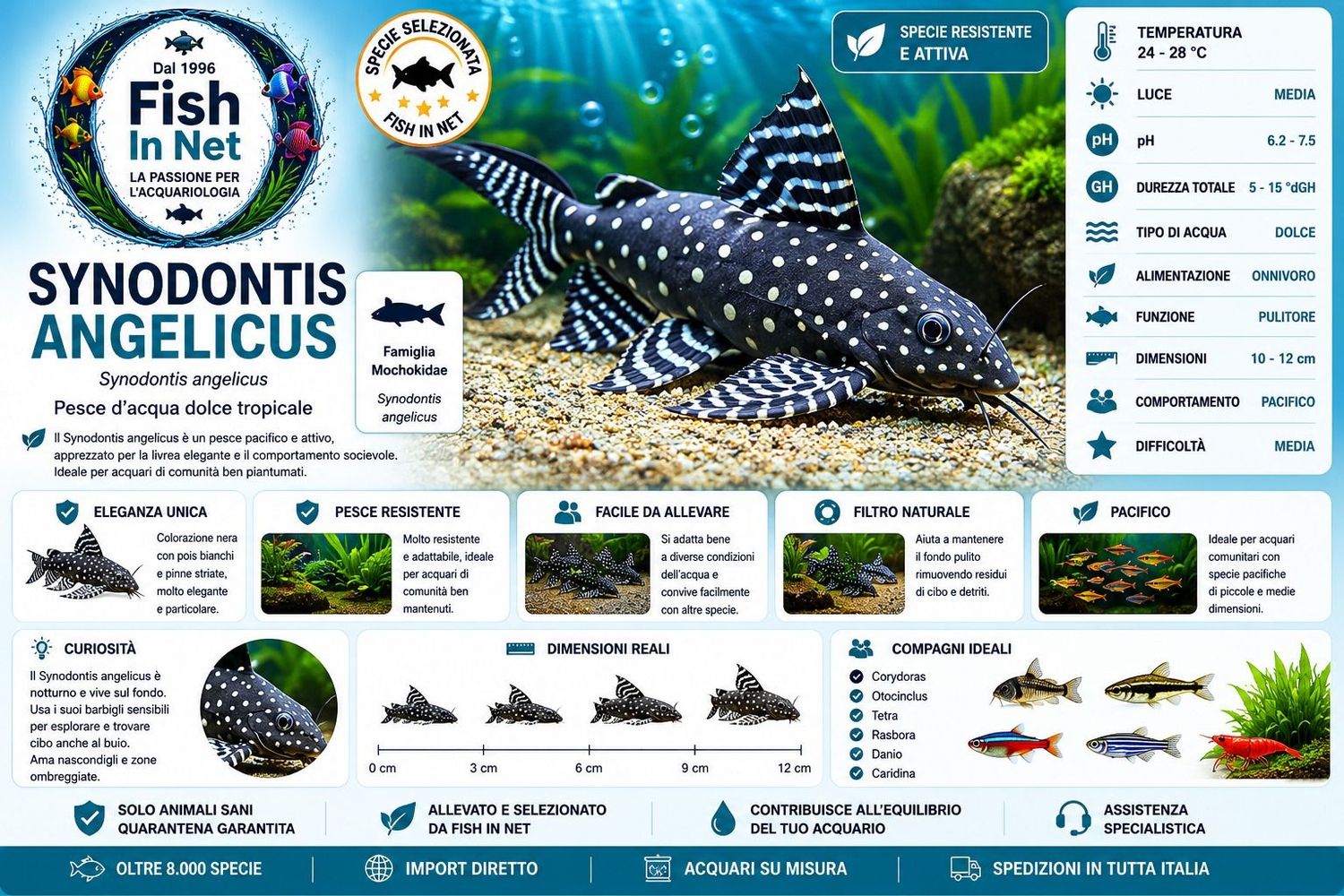 SYNODONTIS ANGELICUS MD SYNODONTIS ANGELICUS MD