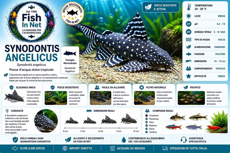 SYNODONTIS ANGELICUS MD