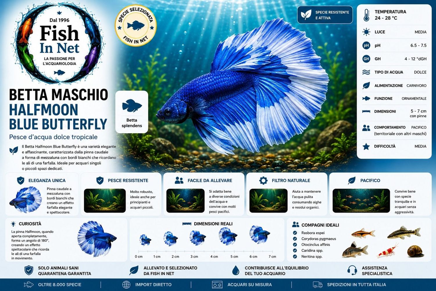 BETTA MASCHIO HALFMOON BLUE BUTTERFLY BETTA MASCHIO HALFMOON BLUE BUTTERFLY
