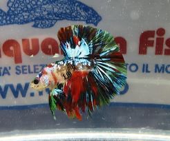 BETTA MASCHIO HALFMOON GALAXY KOI SHOW