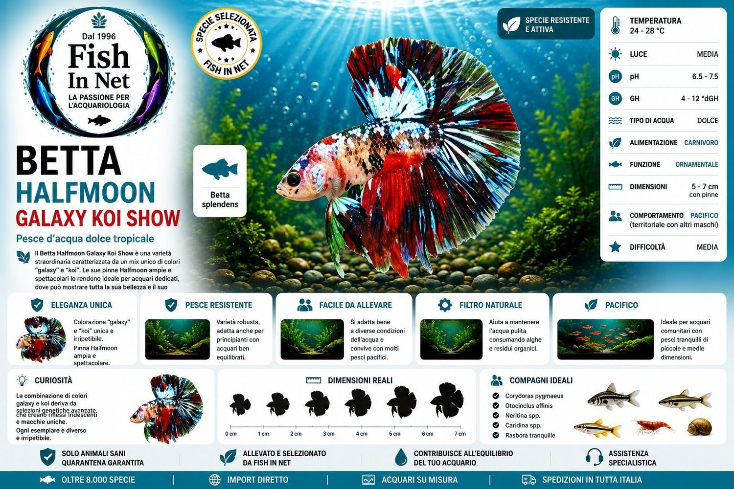 BETTA MASCHIO HALFMOON GALAXY KOI SHOW