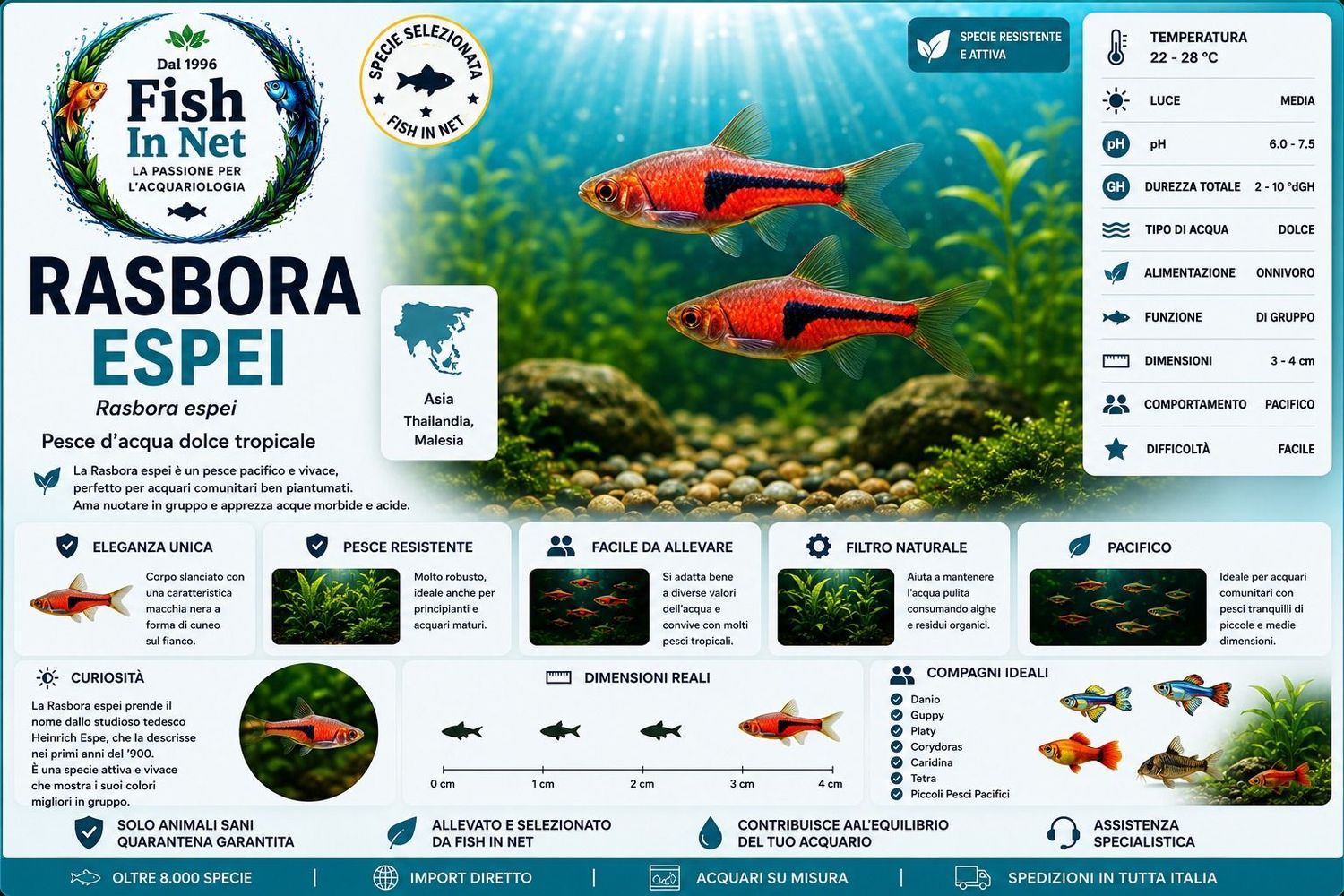 RASBORA ESPEI RASBORA ESPEI