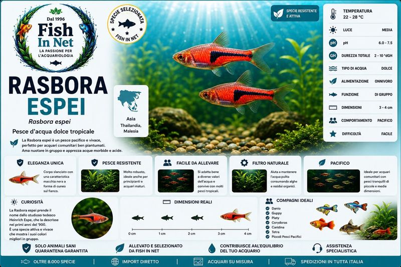 RASBORA ESPEI