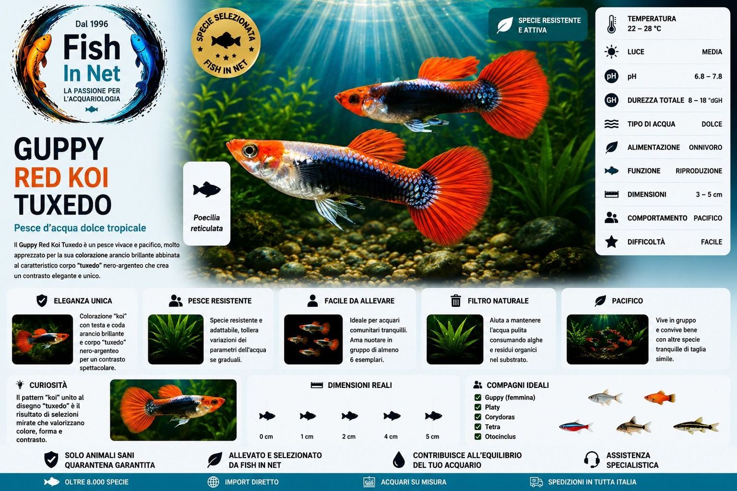 GUPPY RED KOI TUXEDO prezzo cad.