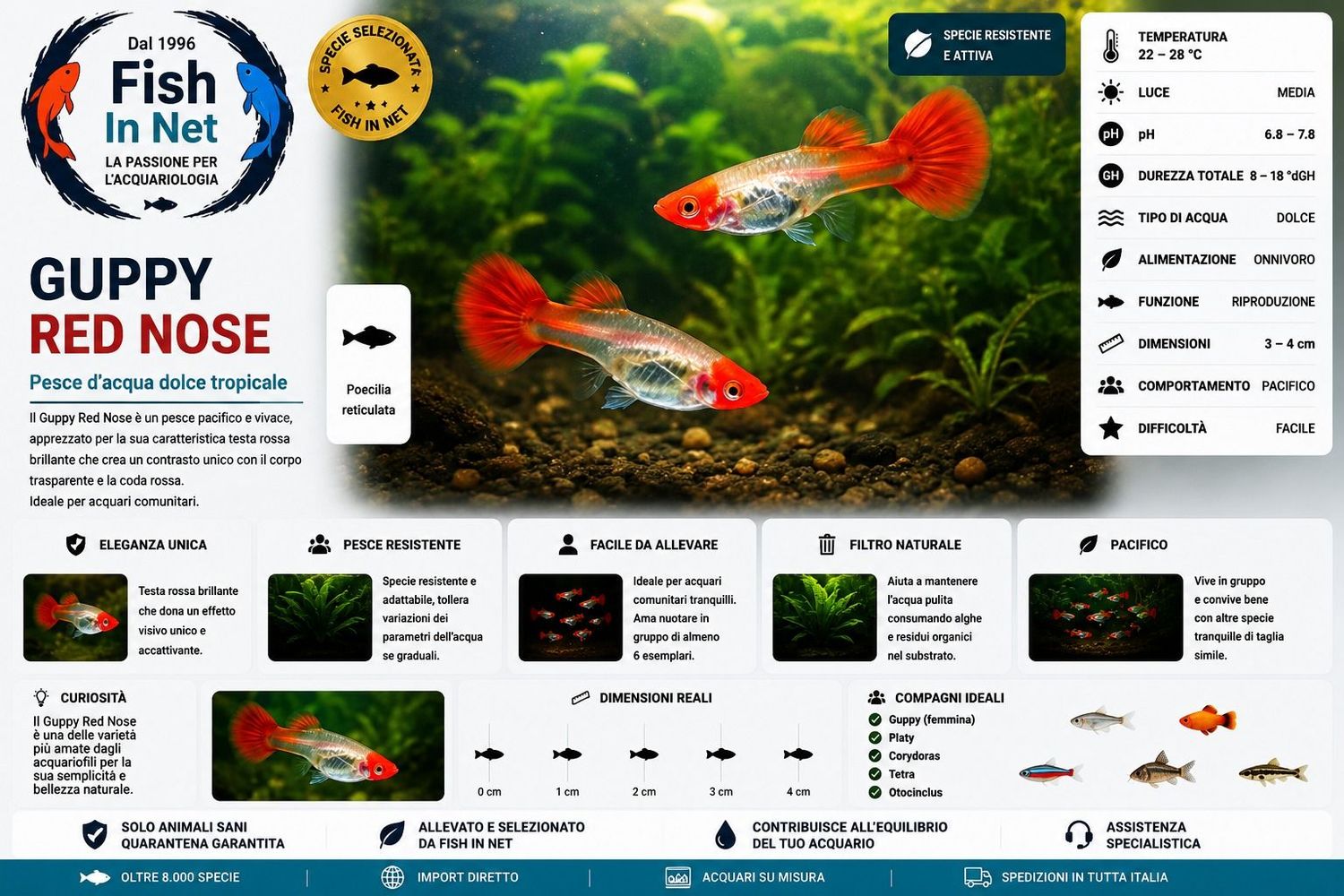 GUPPY RED NOSE  prezzo cad.