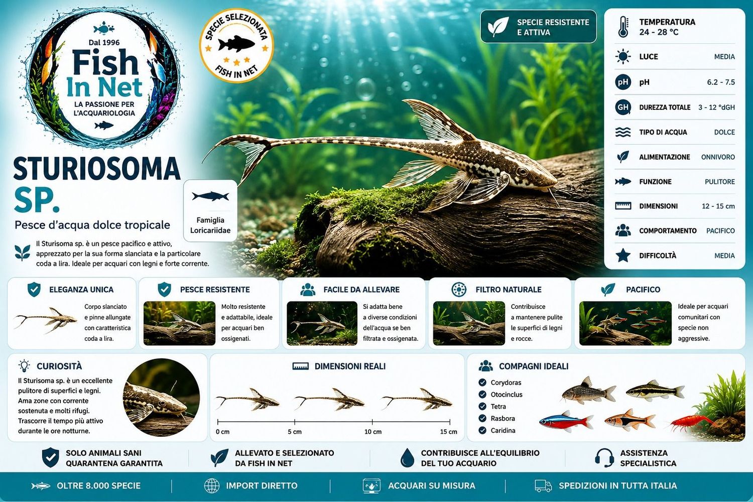 STURIOSOMA SP. STURIOSOMA SP.