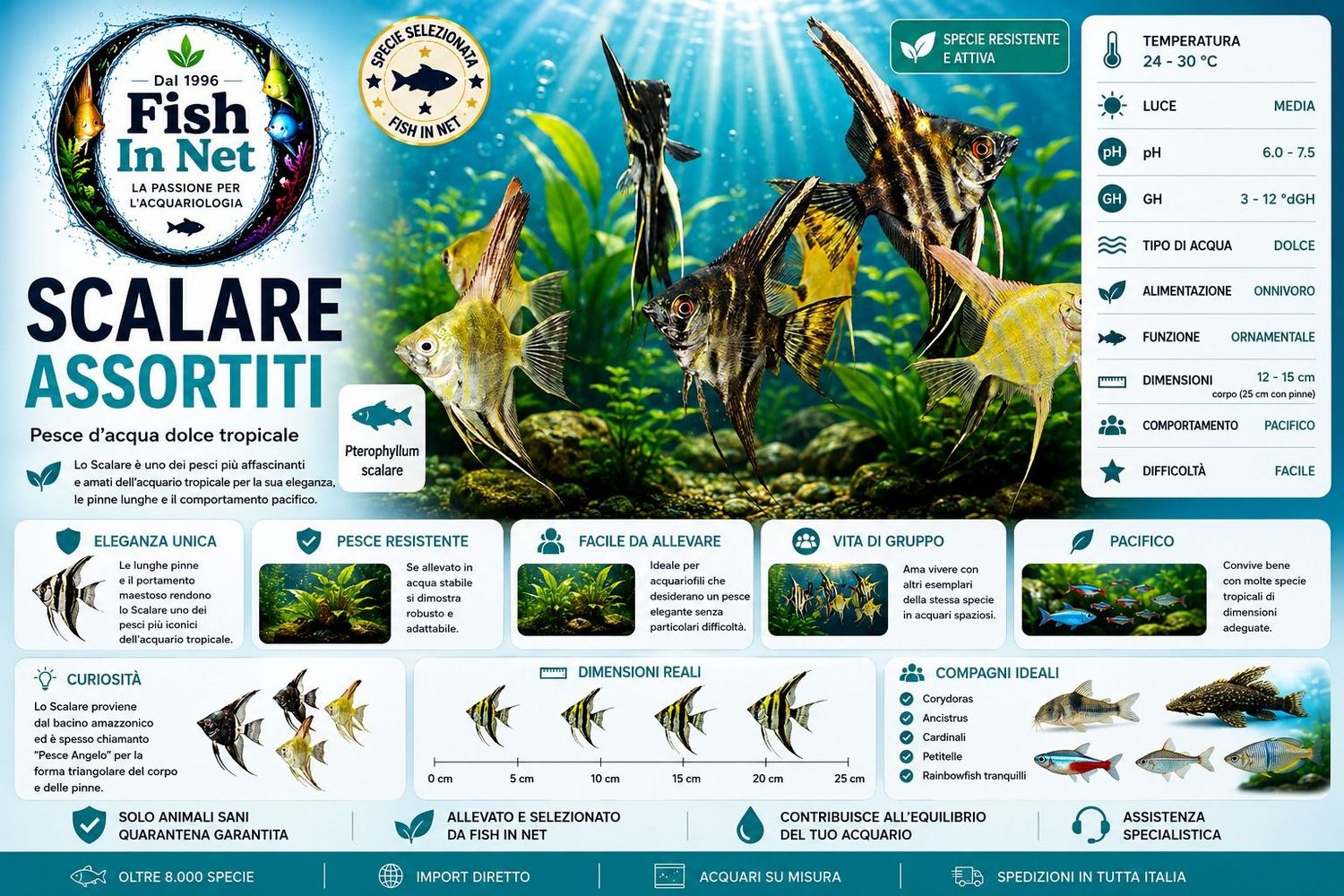 SCALARE ASSORTITI SM SCALARE ASSORTITI SM