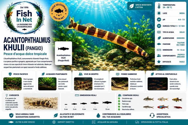 ACANTOPHTALMUS KHULII (PANGIO)