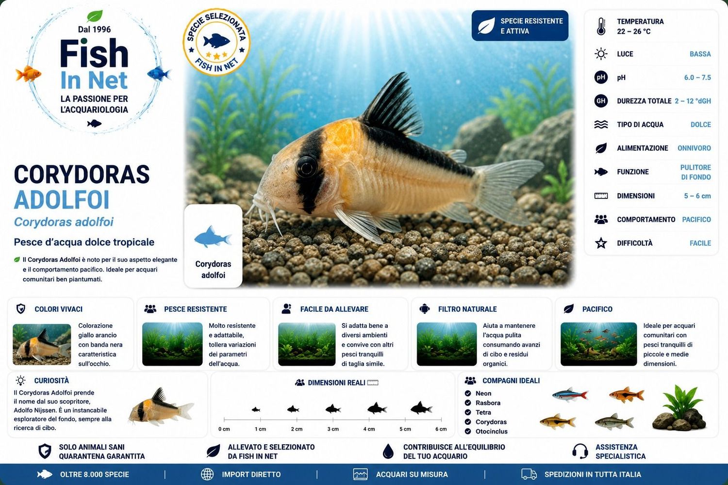 CORYDORAS ADOLFOI ML CORYDORAS ADOLFOI ML