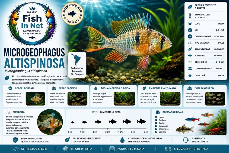 MICROGEOPHAGUS ALTISPINOSA