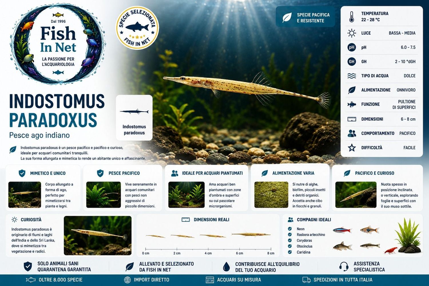 INDOSTOMUS PARADOXUS INDOSTOMUS PARADOXUS