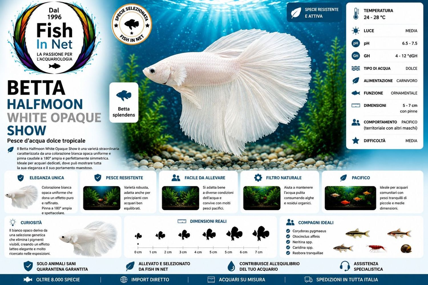 BETTA MASCHIO HALFMOON WHITE OPAQUE SHOW BETTA MASCHIO HALFMOON WHITE OPAQUE SHOW