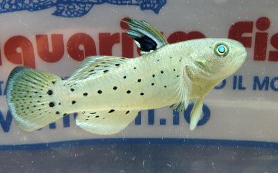 STIGMATOGOBIUS SADANUNDIO 6,5CM.