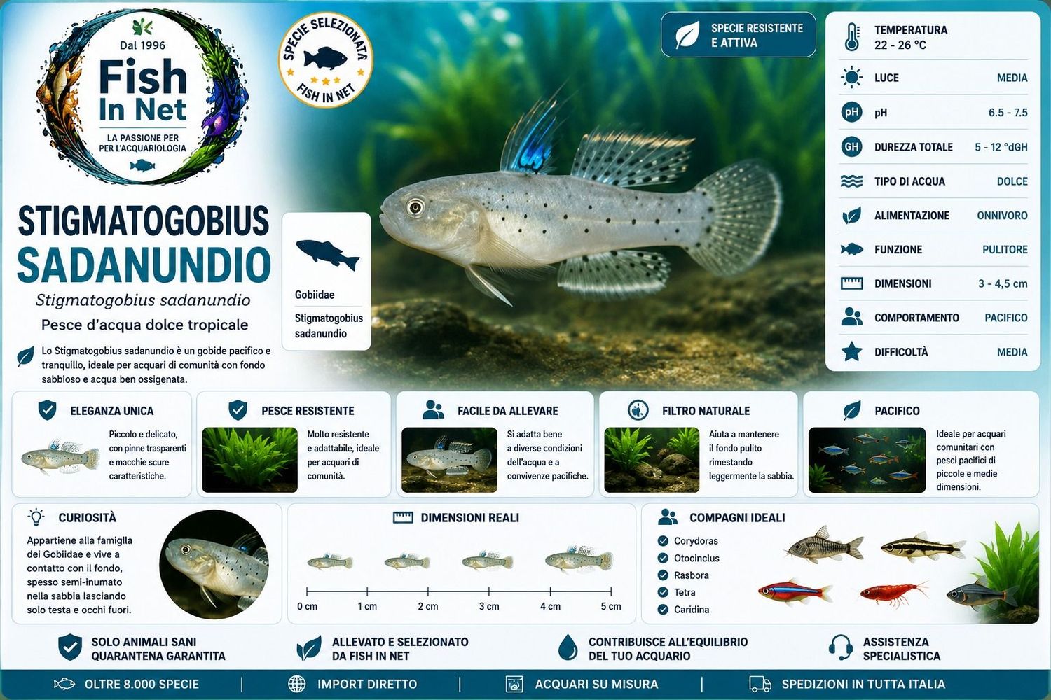 STIGMATOGOBIUS SADANUNDIO 6,5CM. STIGMATOGOBIUS SADANUNDIO 6,5CM.