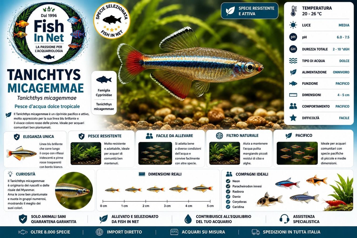 TANICHTYS MICAGEMMAE MD TANICHTYS MICAGEMMAE MD