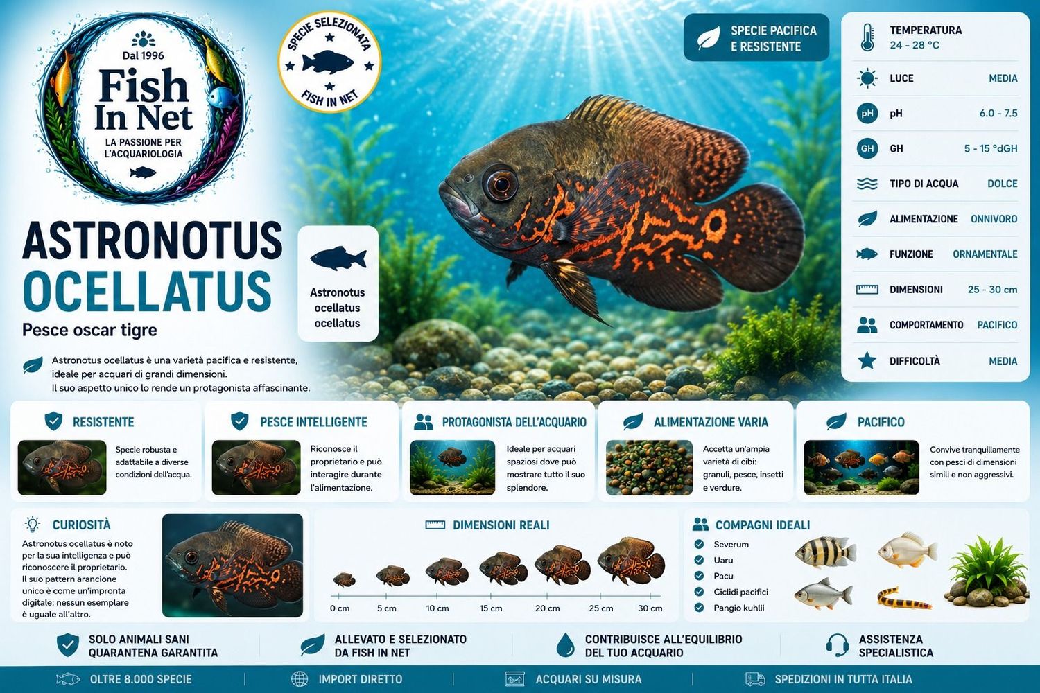ASTRONOTUS OCELLATUS 7/8 CM.