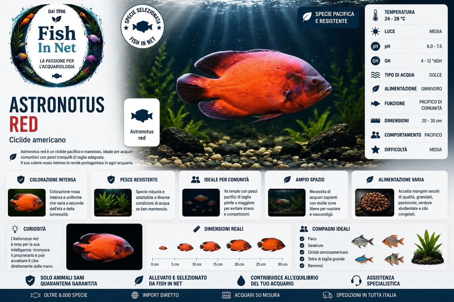ASTRONOTUS RED 7/8 cm ASTRONOTUS RED 7/8 cm