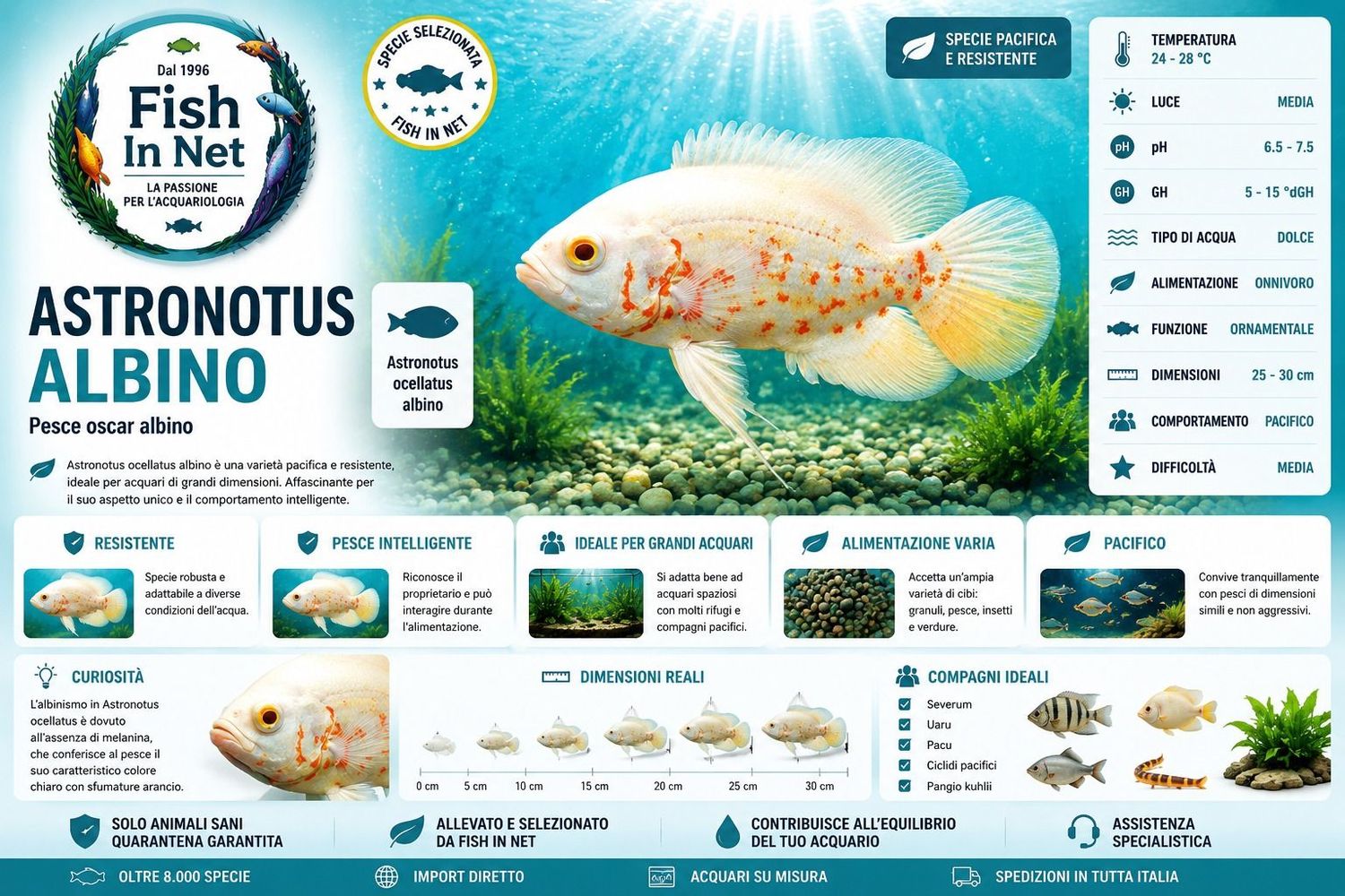 ASTRONOTUS ALBINO SM ASTRONOTUS ALBINO SM