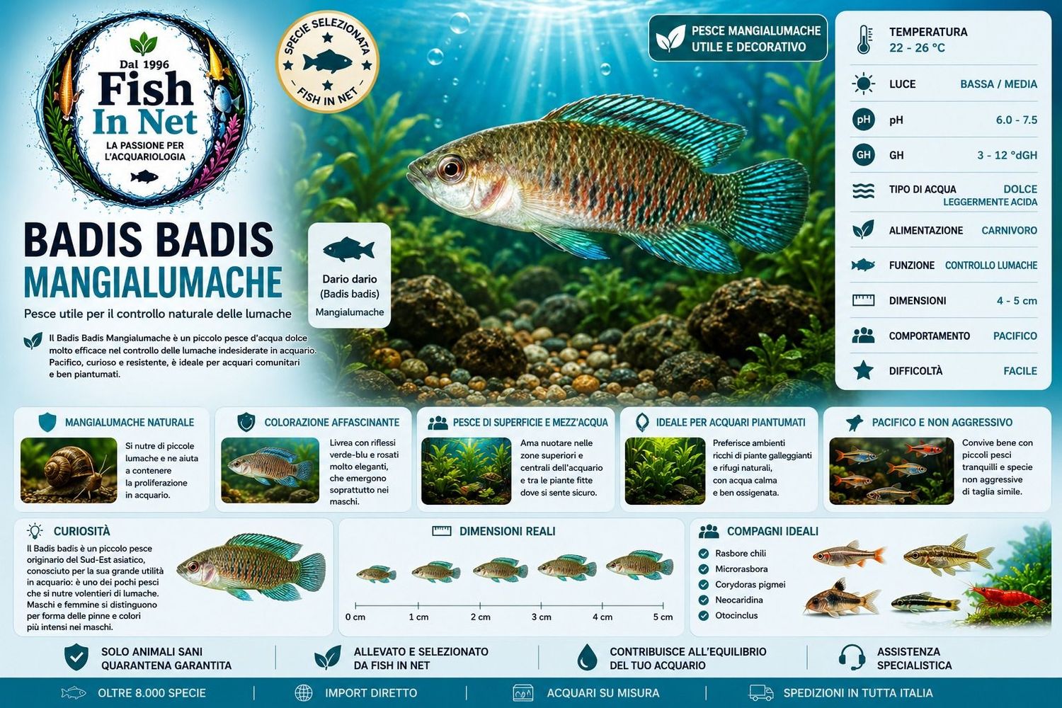BADIS BADIS MANGIALUMACHE BADIS BADIS MANGIALUMACHE