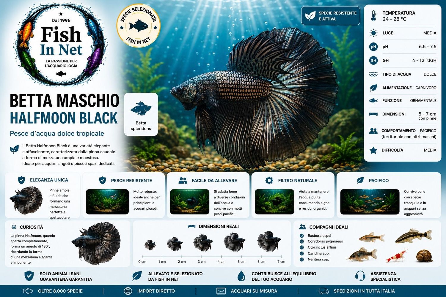 BETTA MASCHIO HALFMOON BLACK BETTA MASCHIO HALFMOON BLACK