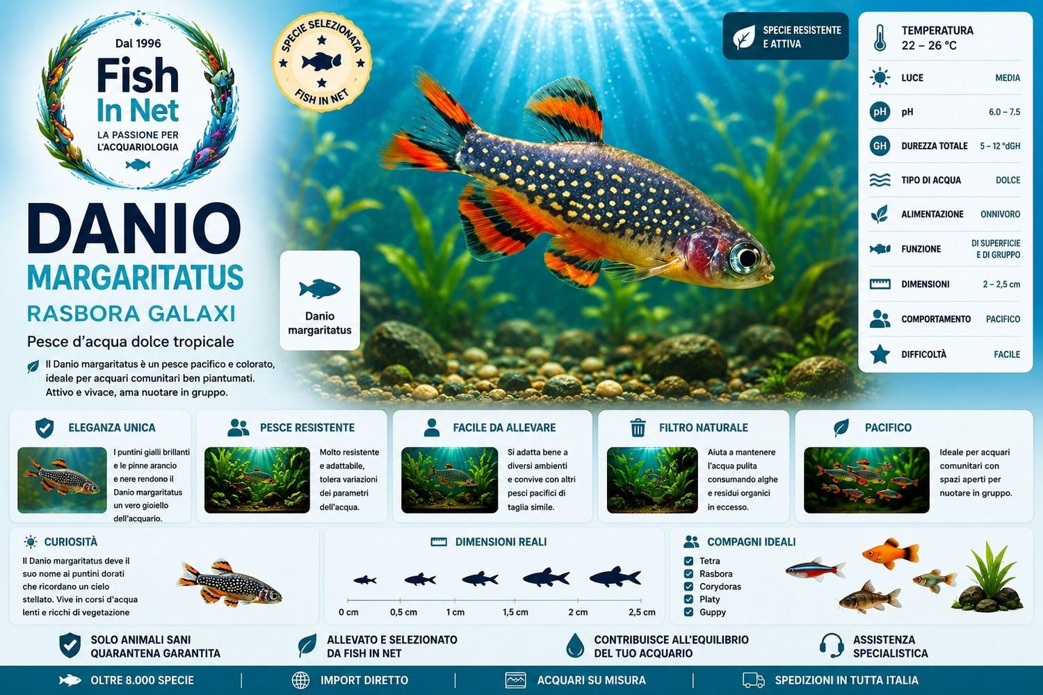 DANIO MARGARITATUS - RASBORA GALAXI