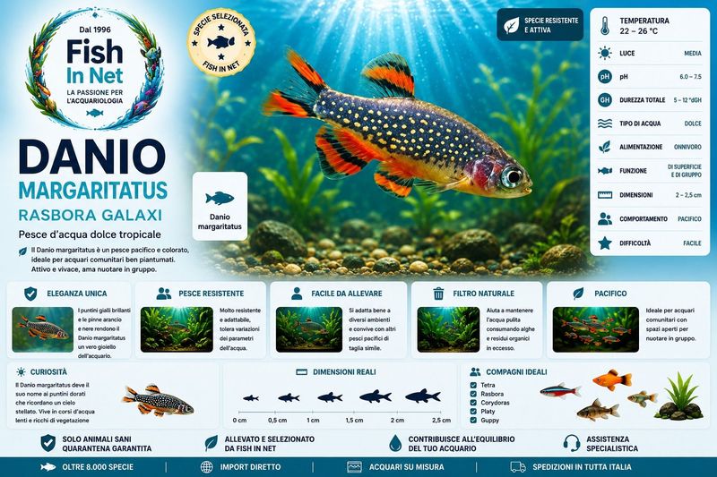 DANIO MARGARITATUS - RASBORA GALAXI