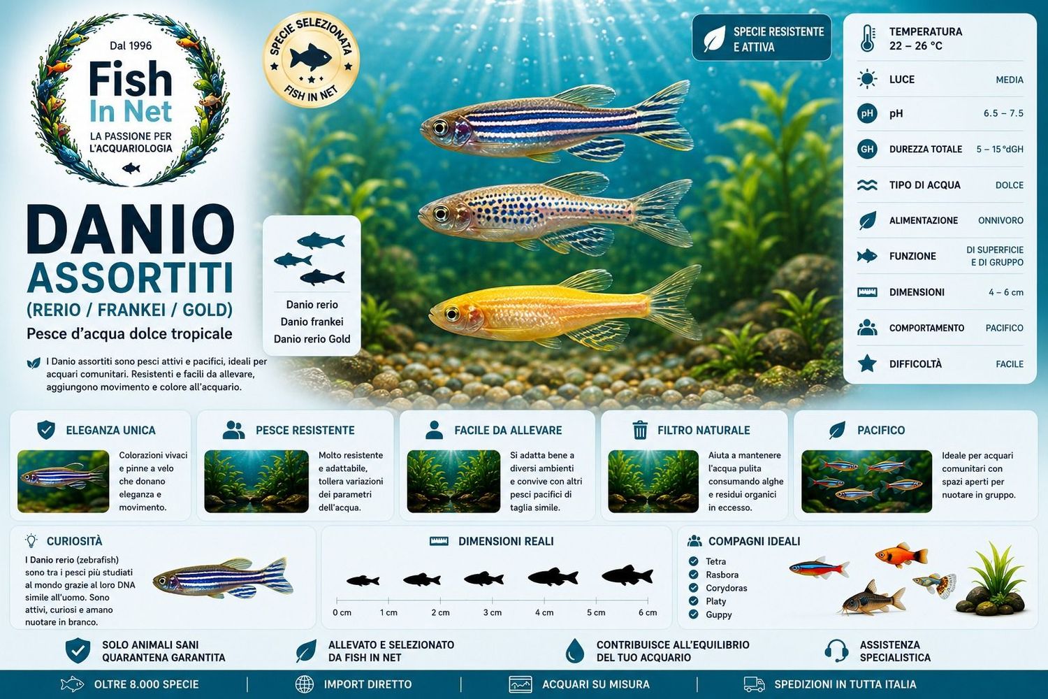 DANIO ASSORTITI (RERIO / FRANKEI / GOLD) DANIO ASSORTITI (RERIO / FRANKEI / GOLD)