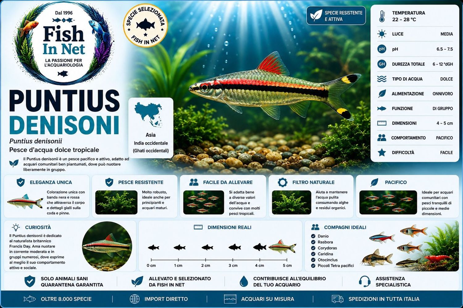 PUNTIUS DENISONI 7/8 cm