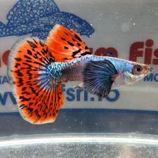 GUPPY MASCHIO DUMBO RED VARIEGATED
