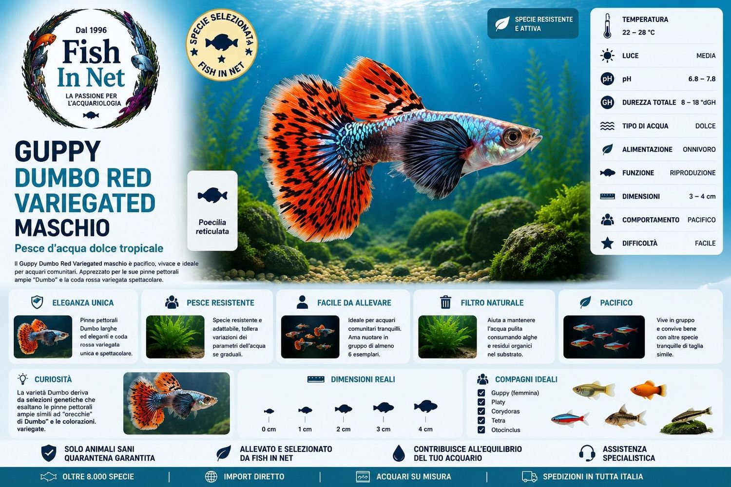 GUPPY MASCHIO DUMBO RED VARIEGATED GUPPY MASCHIO DUMBO RED VARIEGATED