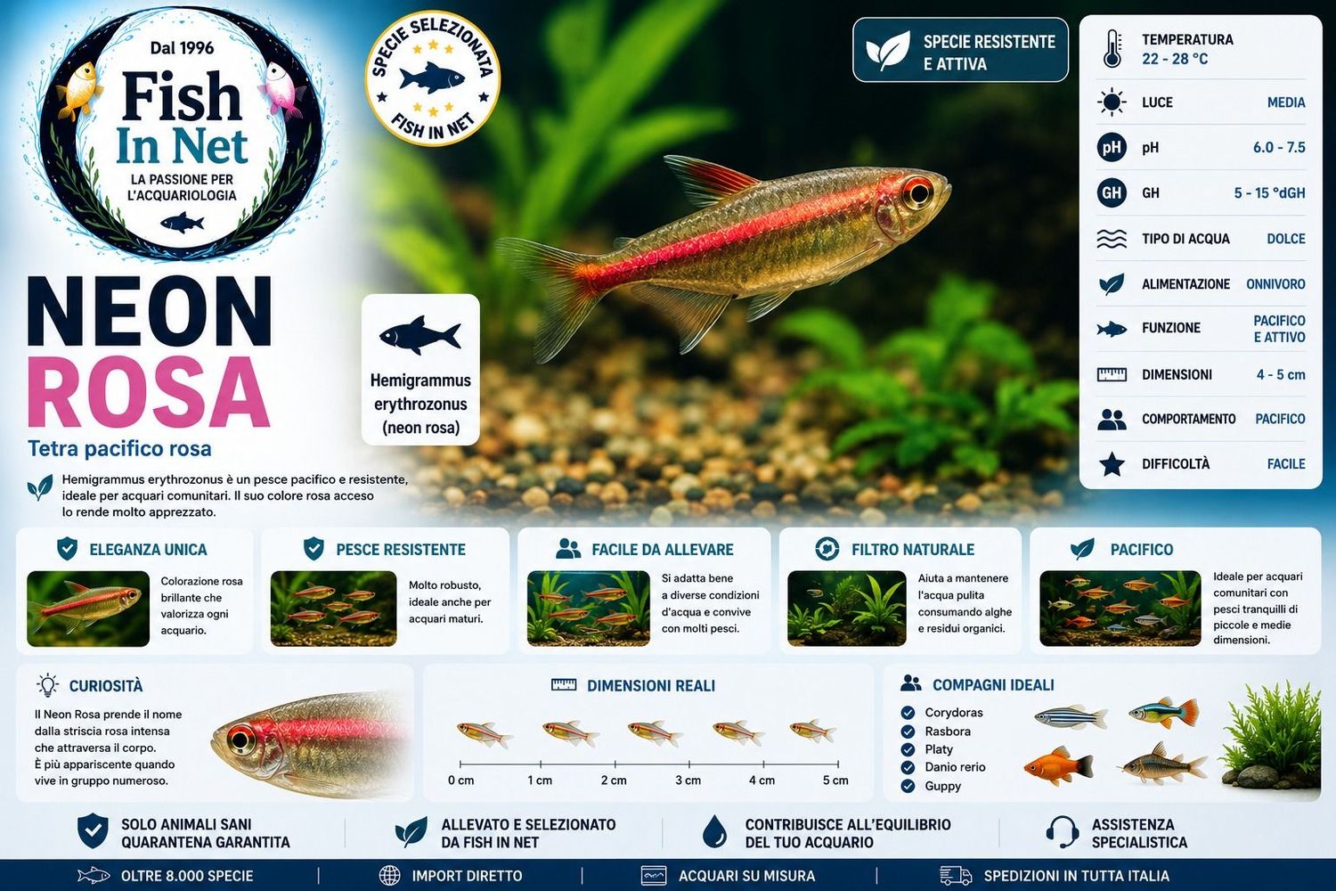 Hemigrammus erythrozonus (neon rosa) Hemigrammus erythrozonus (neon rosa)