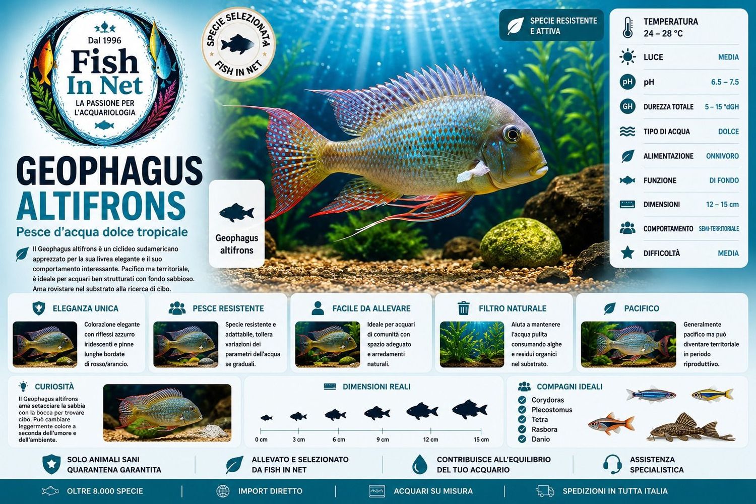 GEOPHAGUS ALTIFRONS 6/7 CM