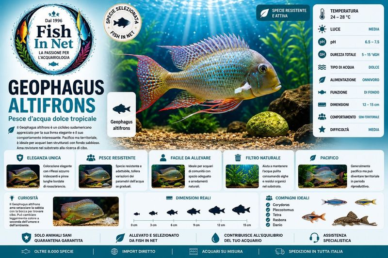GEOPHAGUS ALTIFRONS 6/7 CM