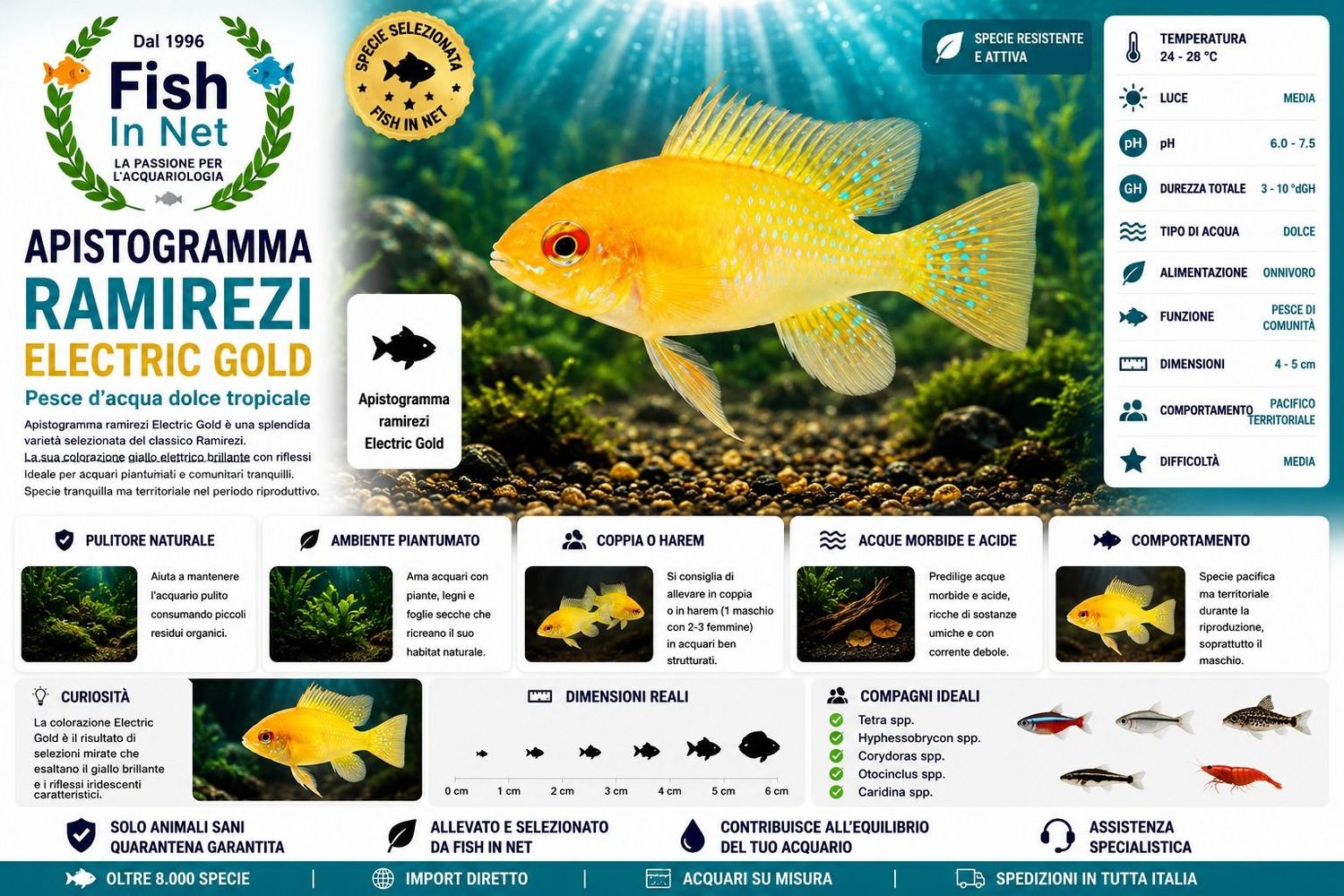 APISTOGRAMMA RAMIREZI ELECTRIC GOLD md APISTOGRAMMA RAMIREZI ELECTRIC GOLD md