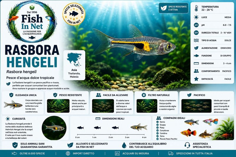 RASBORA HENGELI