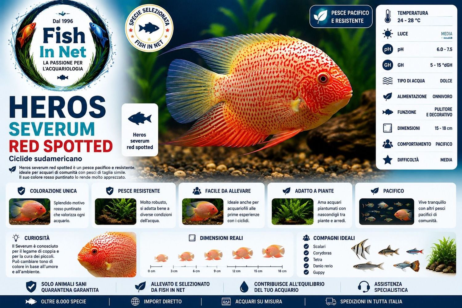 HEROS SEVERUM RED SPOTTED 7 CM