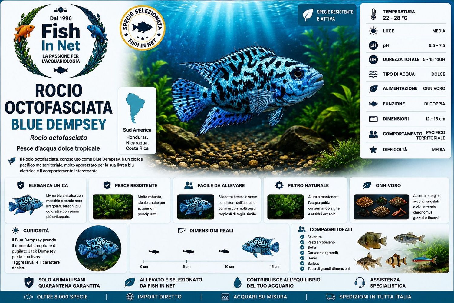 ROCIO OCTOFASCIATA - BLUE DEMPSEY SM ROCIO OCTOFASCIATA - BLUE DEMPSEY SM