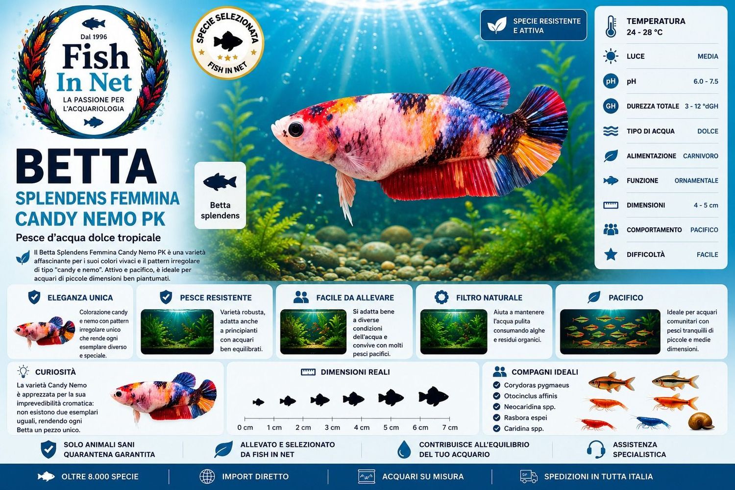 BETTA SPLENDENS FEMMINA CANDY NEMO PK BETTA SPLENDENS FEMMINA CANDY NEMO PK