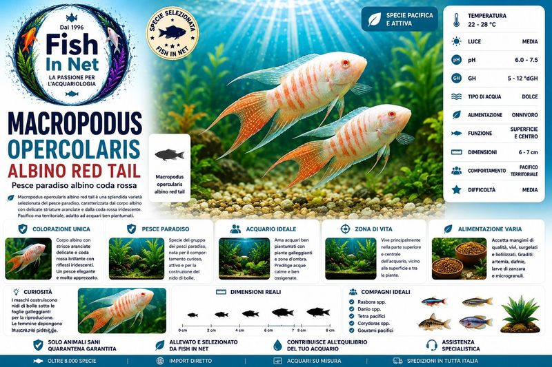 MACROPODUS OPERCOLARIS ALBINO RED TAIL