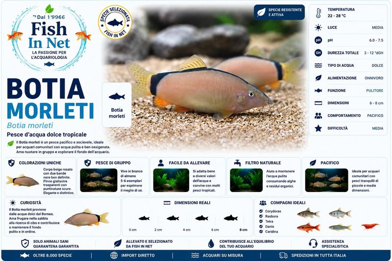BOTIA MORLETI