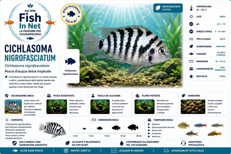 CICHLASOMA NIGROFASCIATUM