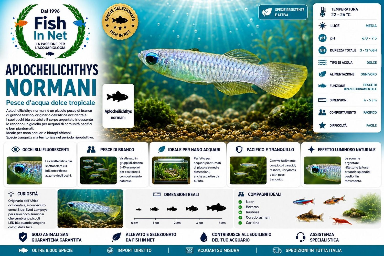 APLOCHEILICHTYS NORMANI APLOCHEILICHTYS NORMANI