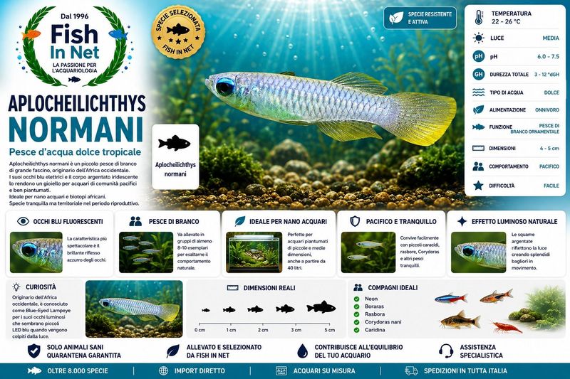 APLOCHEILICHTYS NORMANI